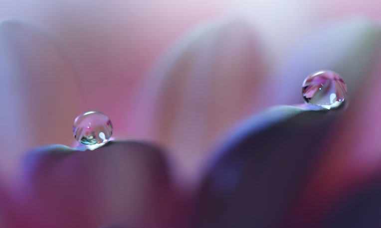 Close-up of water drops on the leaves as an intro for Oriflame product development philosophy